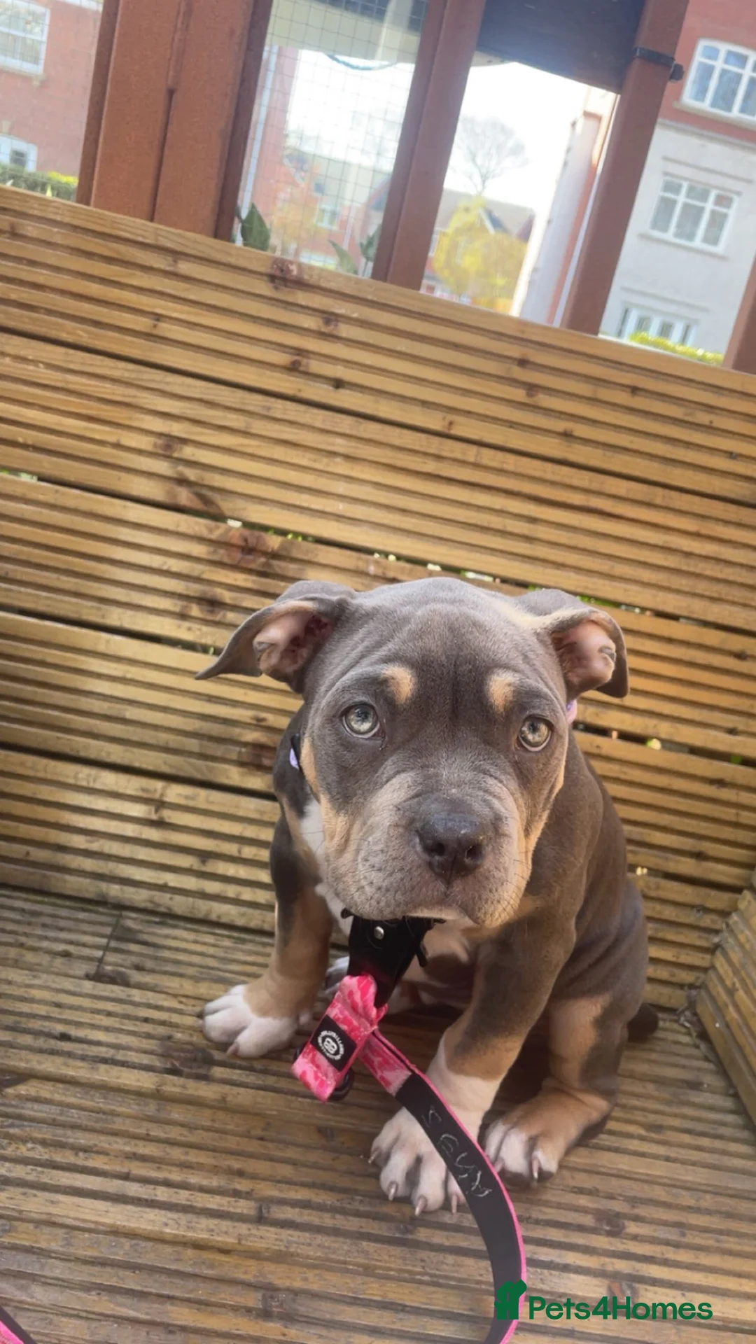American Bully dogs for sale: Zena pocket bully  in Southport - Advert 2