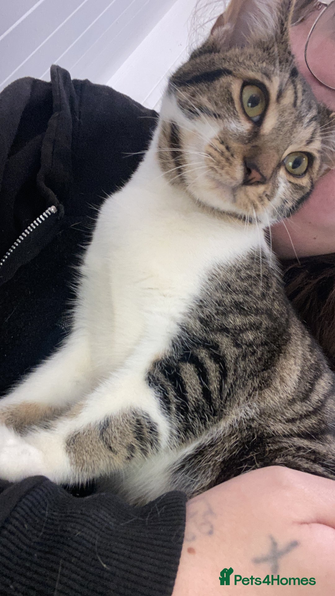 Domestic Shorthair cats for sale: 2 male kittens for rehome together 9 months old - Advert 2