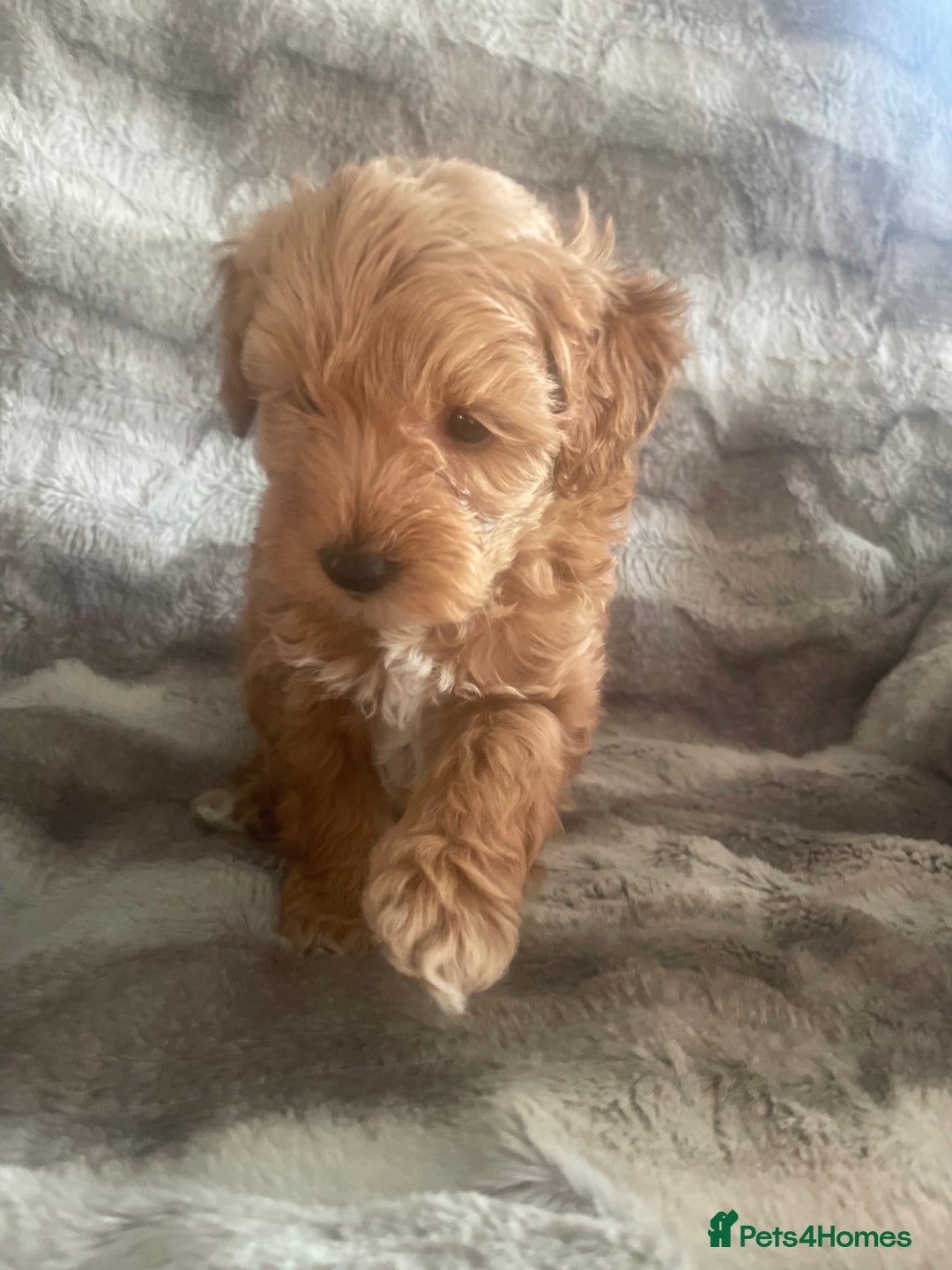 Toy Poodle dogs for sale: Toy poodle puppies  - Advert 12