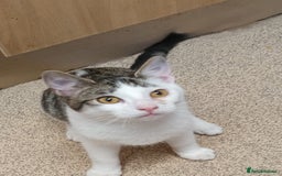 Domestic Shorthair cats for sale: Domestic short hair kittens  - Image 2