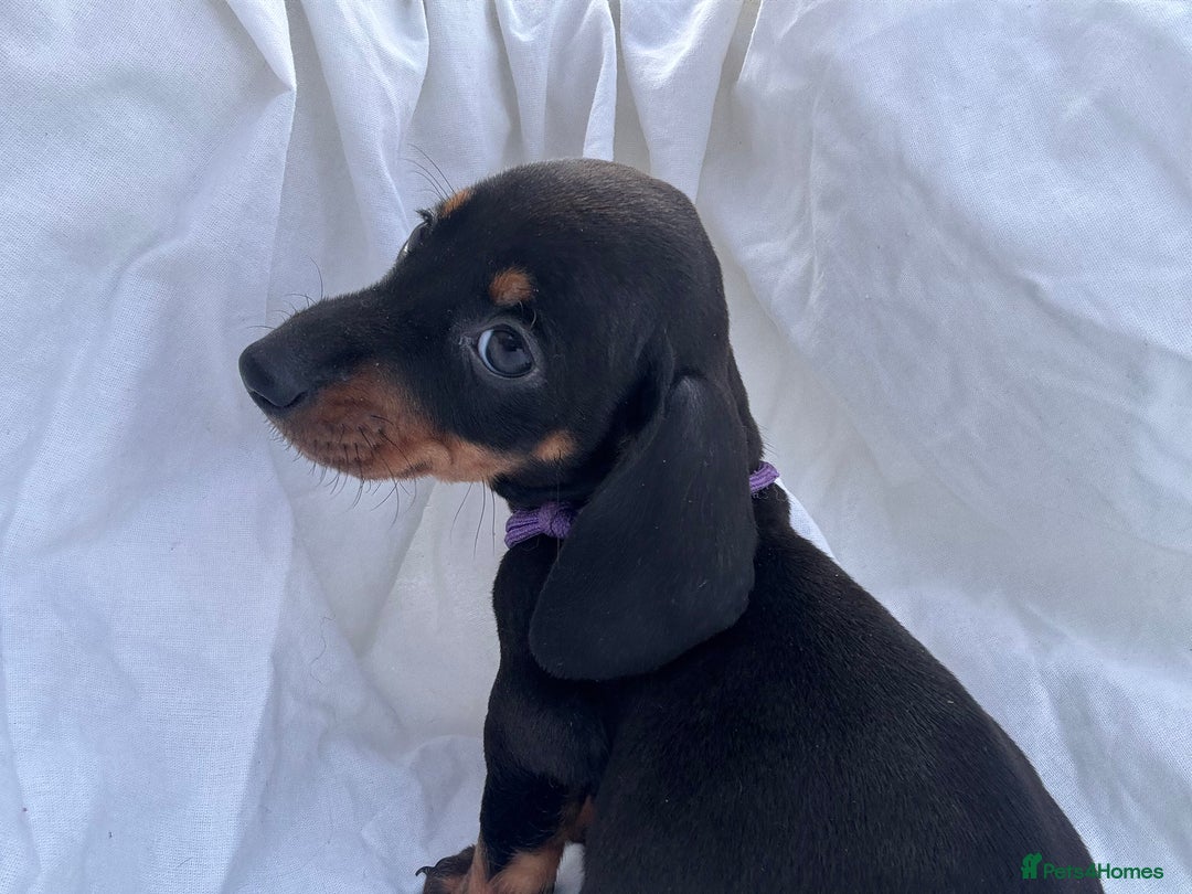 Dachshund dogs for sale: miniature dachshund   - Image 7