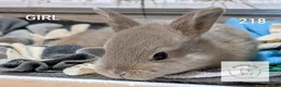 Mixed Breed rabbits for sale: Beautiful bunnies to reserve  - Advert 6