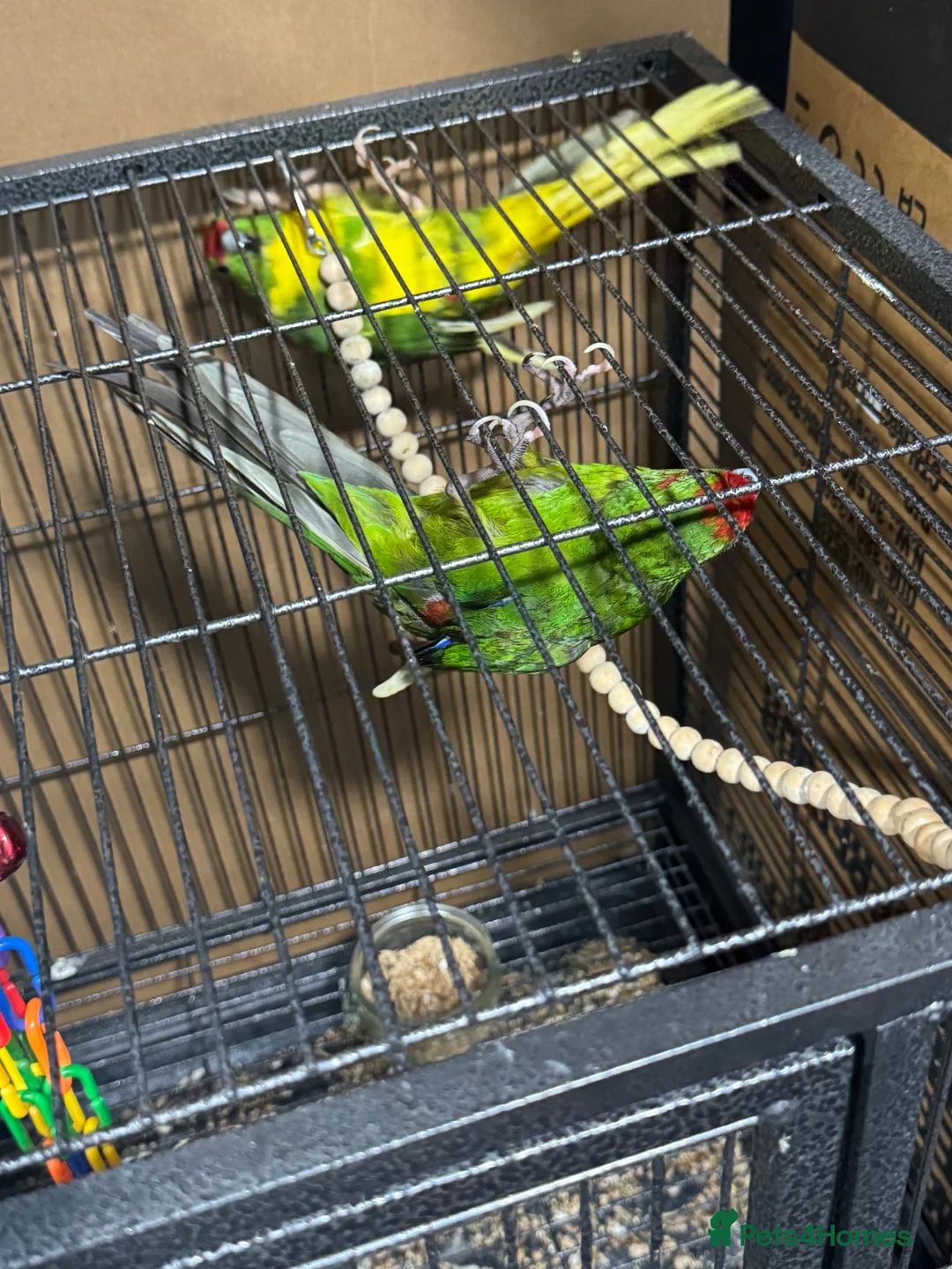 Parakeets birds for sale: Breeding pair of kakarikis in Peacehaven - Advert 5