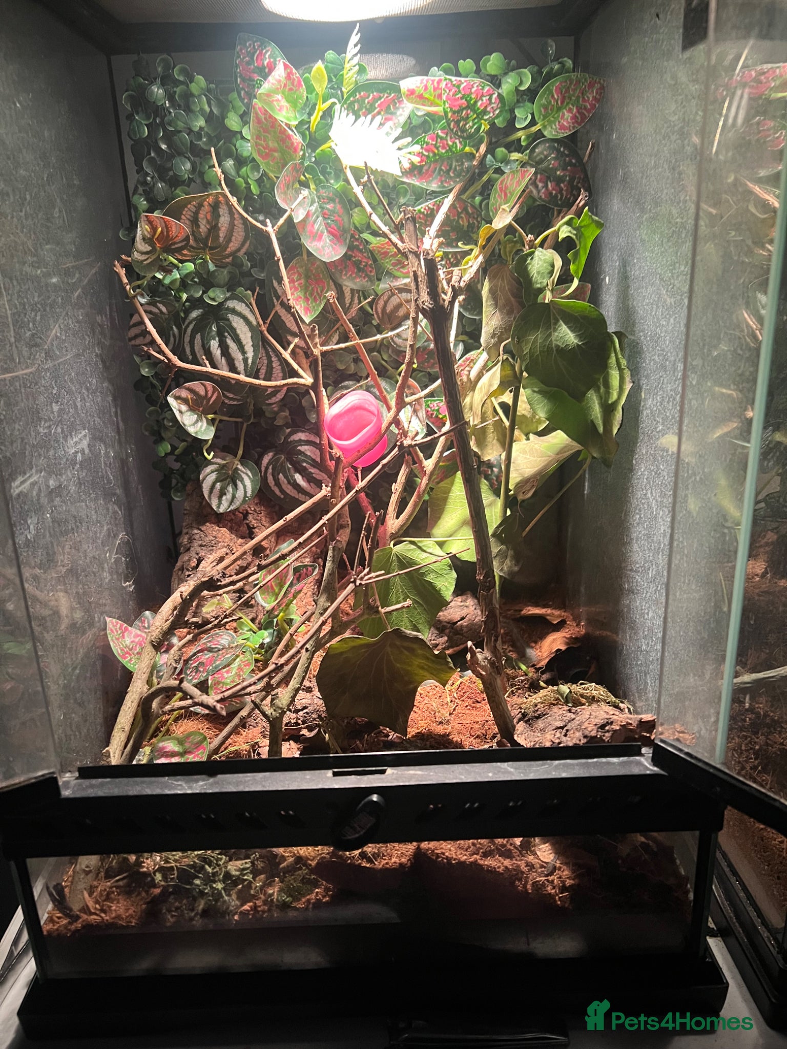 Mixed Breed reptiles mourning gecko dart frog and gecko egg full setup - Advert 1