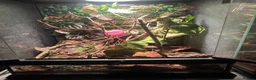 Mixed Breed reptiles for sale: mourning gecko dart frog and gecko egg full setup - Advert 1