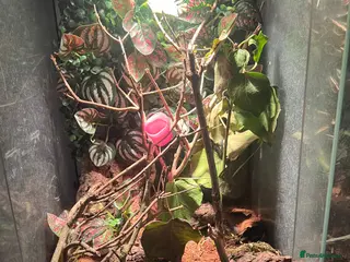 Mixed Breed reptiles mourning gecko dart frog and gecko egg full setup - Advert 1