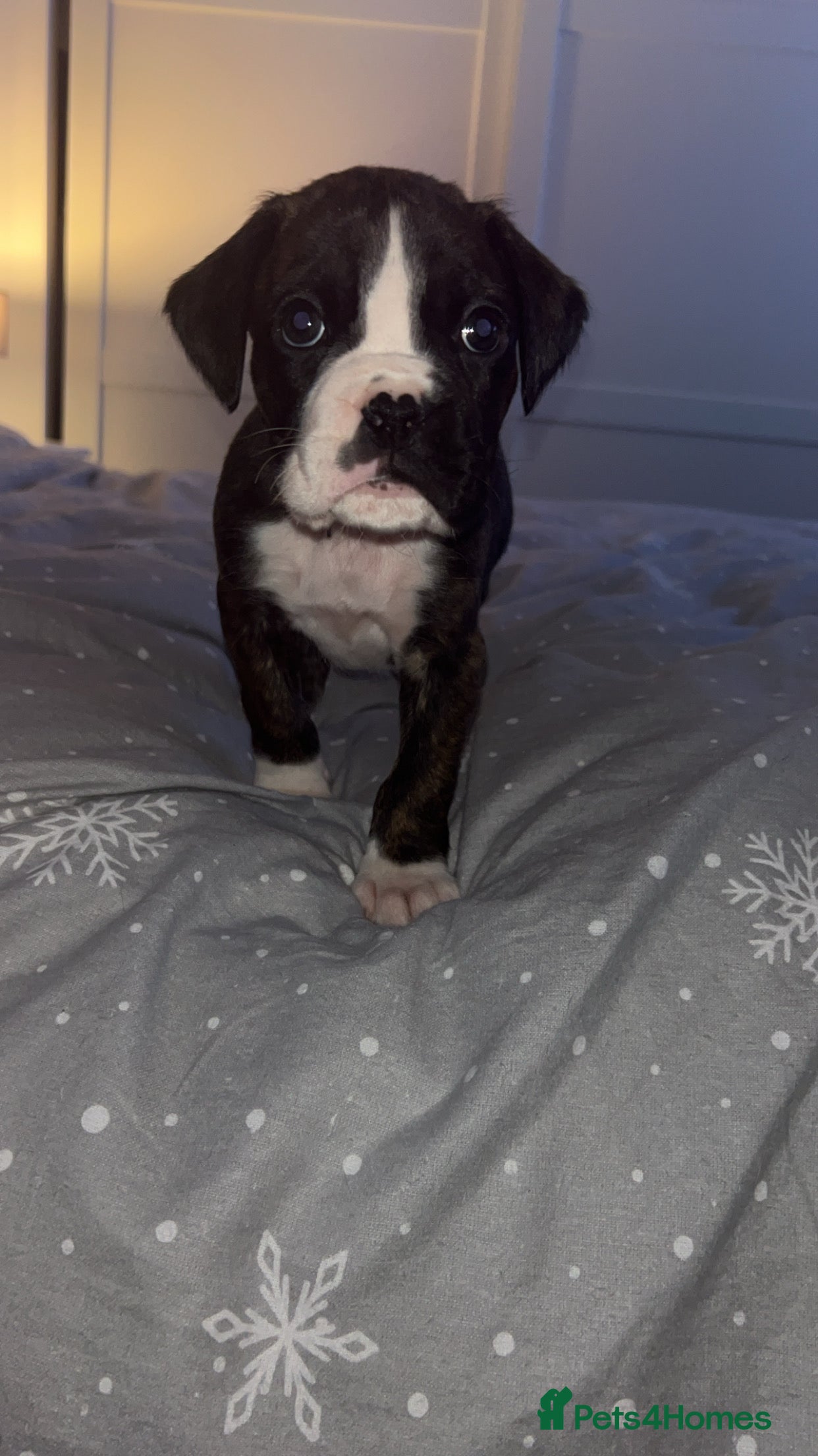 Boxer dogs Kc registered boxer puppies  - Advert 3