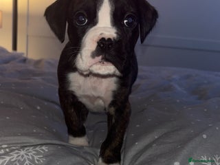 Boxer dogs Kc registered boxer puppies - Advert 4