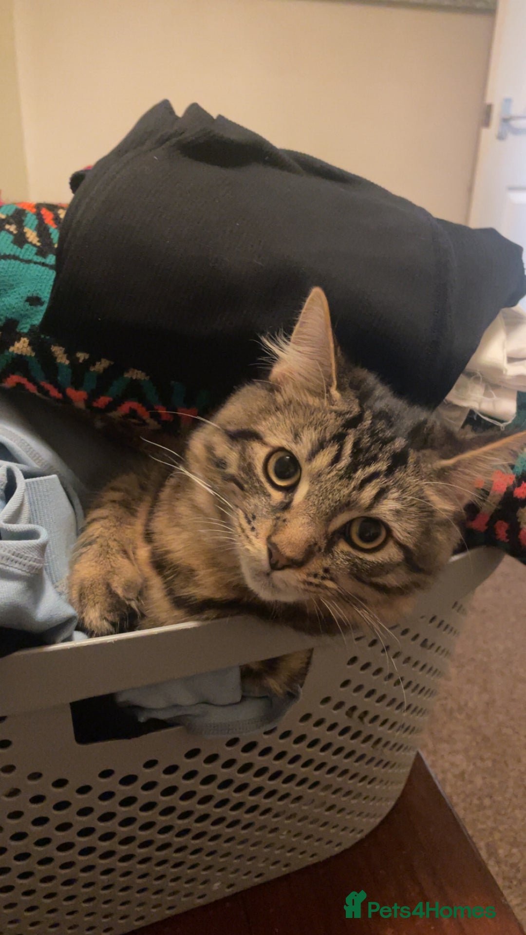 Mixed Breed cats for sale: mixed breed cats for sale with all equipments - Advert 7