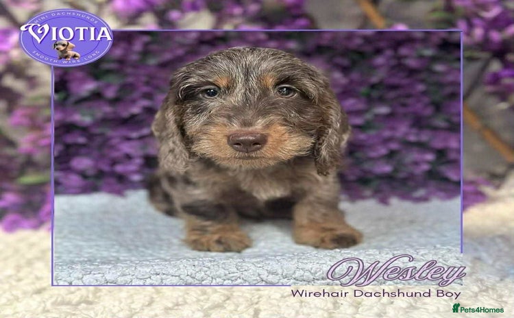 Miniature Dachshund dogs - Advert 1