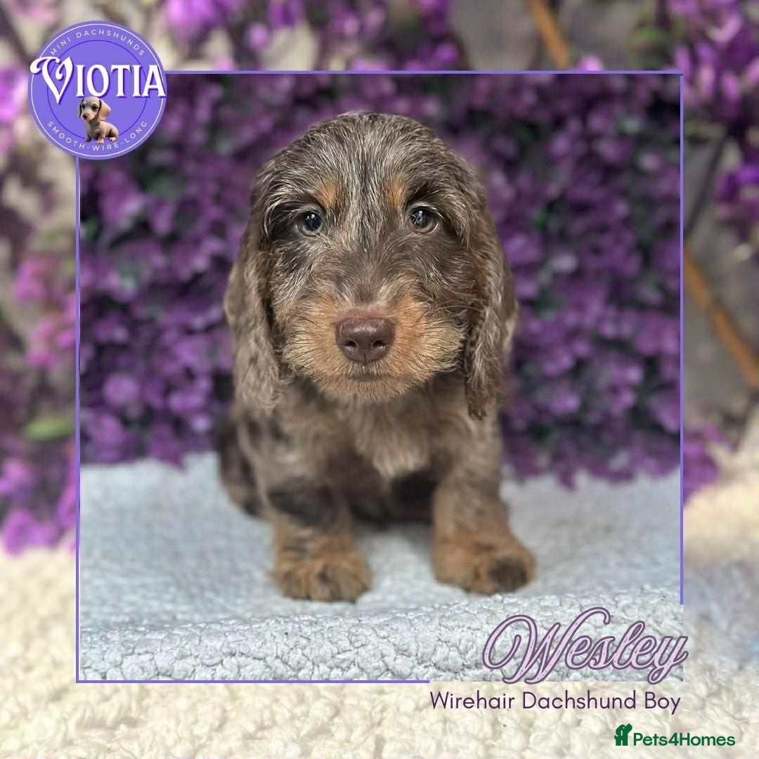 Miniature Dachshund dogs for sale: Beautiful miniature dachshunds ready now  - Image 9