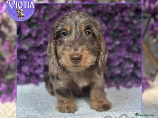 Miniature Dachshund dogs - Advert 34