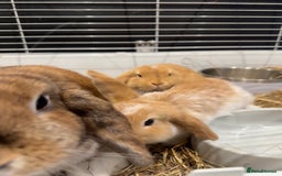 Mini Lop rabbits for sale: 2 beautiful mini lop girls available now - Image 2