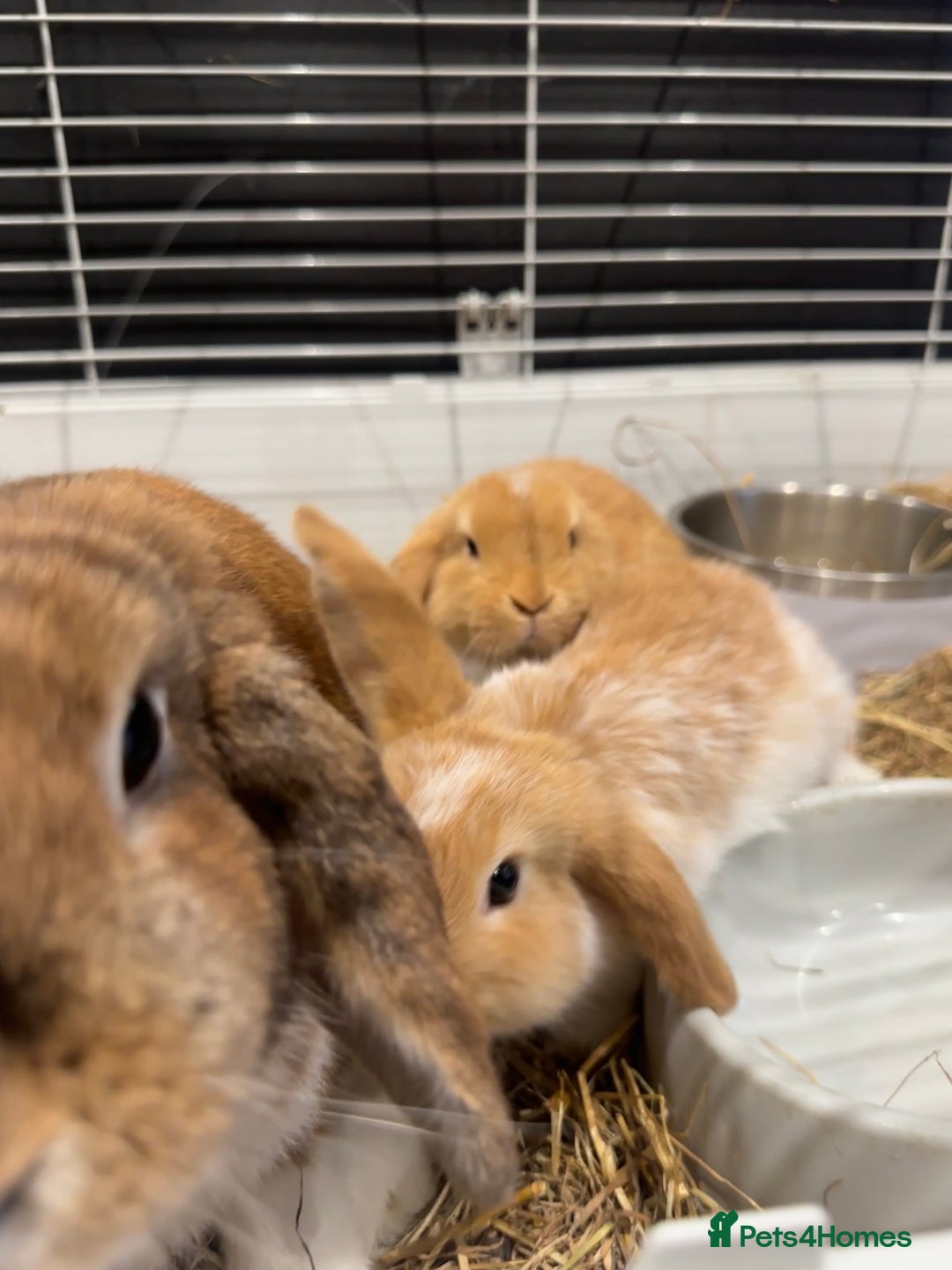 Mini Lop rabbits for sale: 2 beautiful mini lop girls available now - Image 2