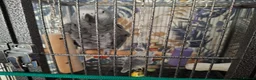 Parrots birds for sale: Congo African grey wanted - Advert 2