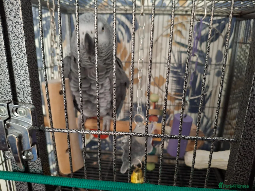 Parrots birds for sale: Congo African grey wanted - Advert 2