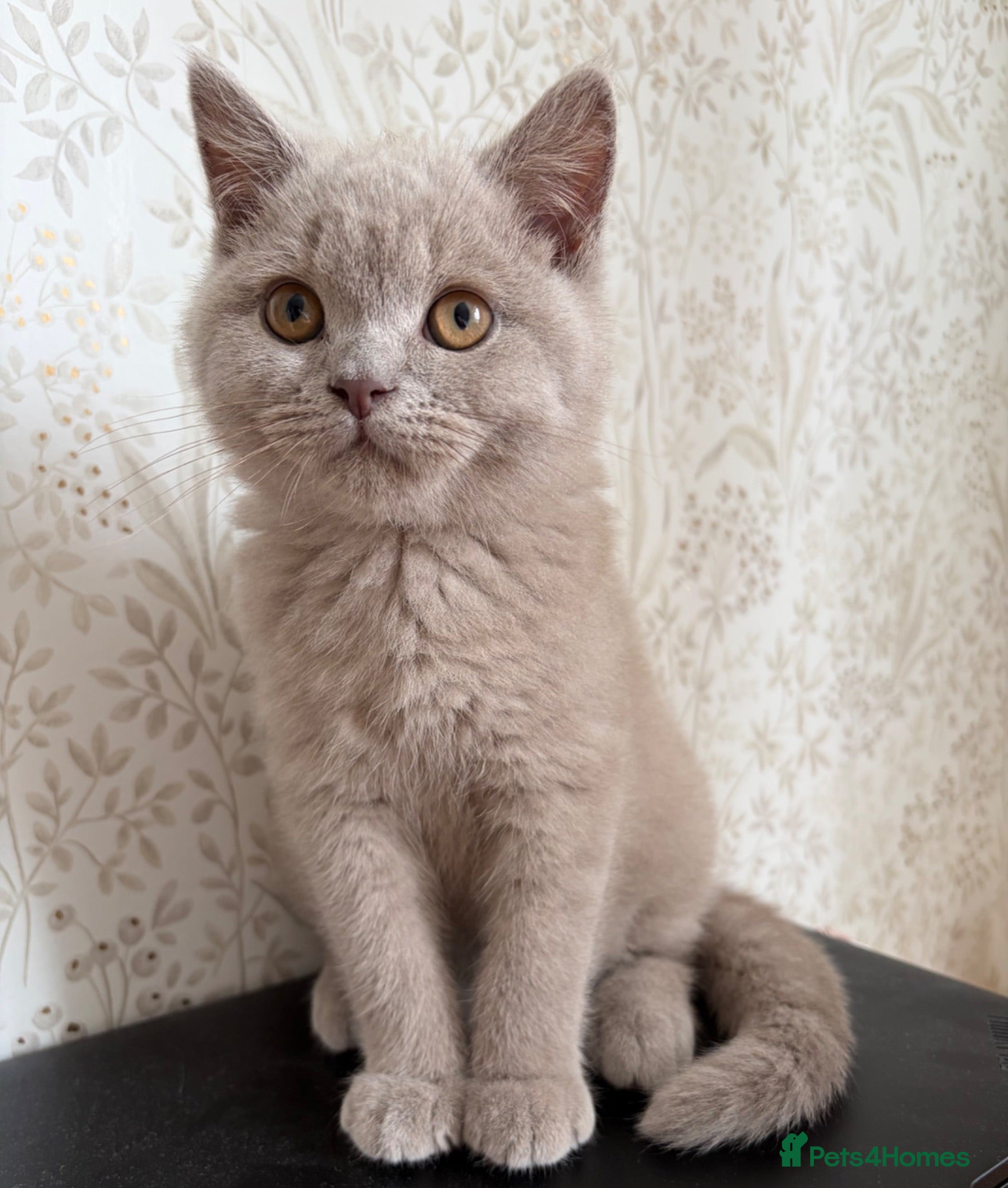 British Shorthair cats Beautiful British shorthair kitten  - Advert 2