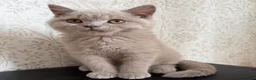 British Shorthair cats for sale: Beautiful British shorthair kitten  - Advert 1