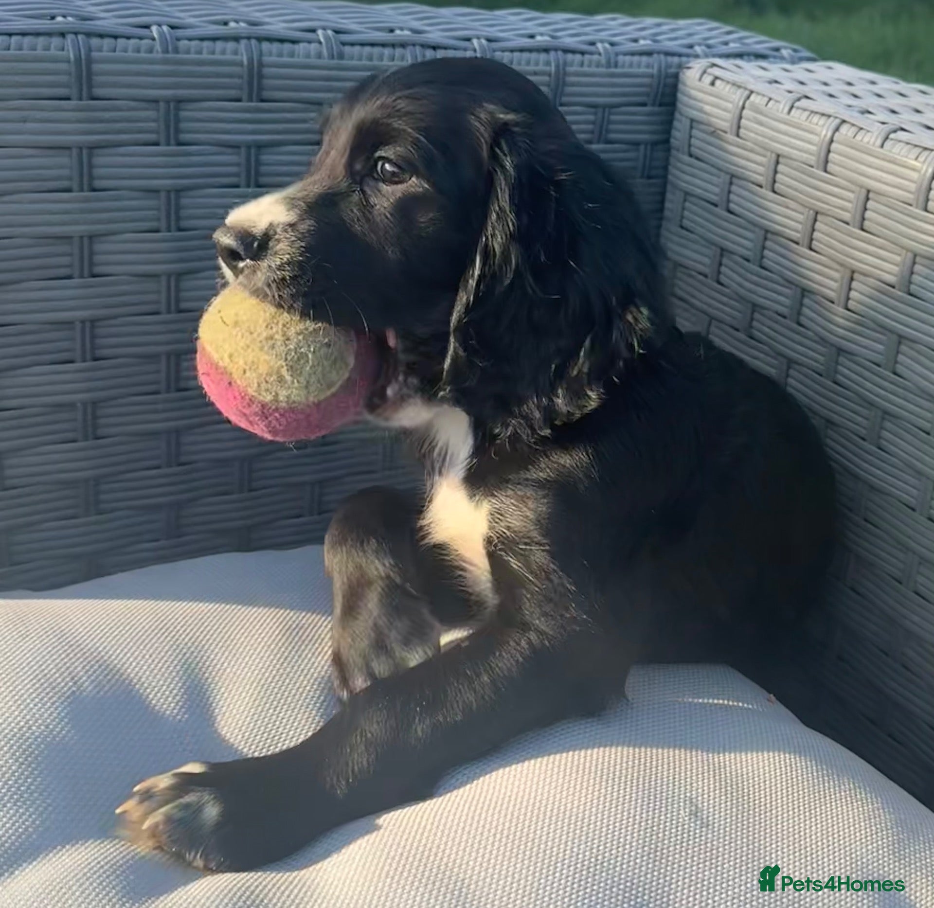 Cocker Spaniel dogs Cocker spaniel Dog (9 weeks) for sale - Advert 17