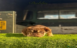 English Bulldog dogs for sale: 🔥 THE JACKPOT PUPPIES ARE HERE 🔥 - Image 15