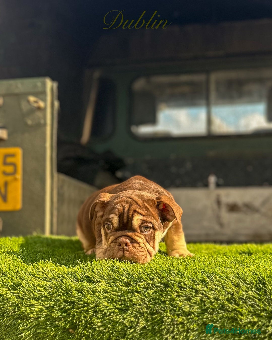 English Bulldog dogs for sale: 🔥 THE JACKPOT PUPPIES ARE HERE 🔥 - Image 15