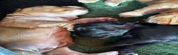 Cocker Spaniel dogs for sale: KC Registered Cocker Spaniels - Advert 7