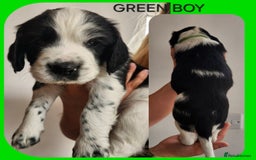 English Springer Spaniel dogs for sale: KC Registered ESS Pups *WELL MARKED* - Image 10