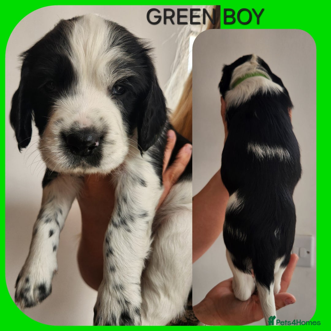 English Springer Spaniel dogs for sale: KC Registered ESS Pups *WELL MARKED* - Image 10