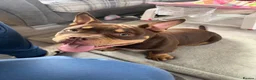 American Bully dogs for sale: Micro bully - Advert 7