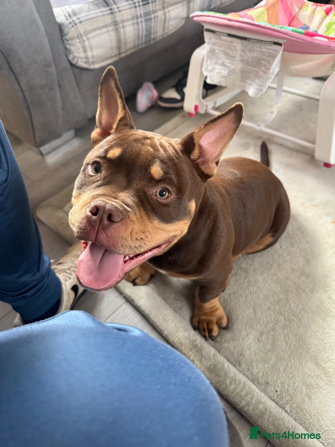 American Bully dogs for sale: Micro bully - Advert 7