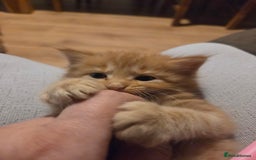 Maine Coon cats for sale: Fluffy ginger and cream maine coon cross kittens - Image 6