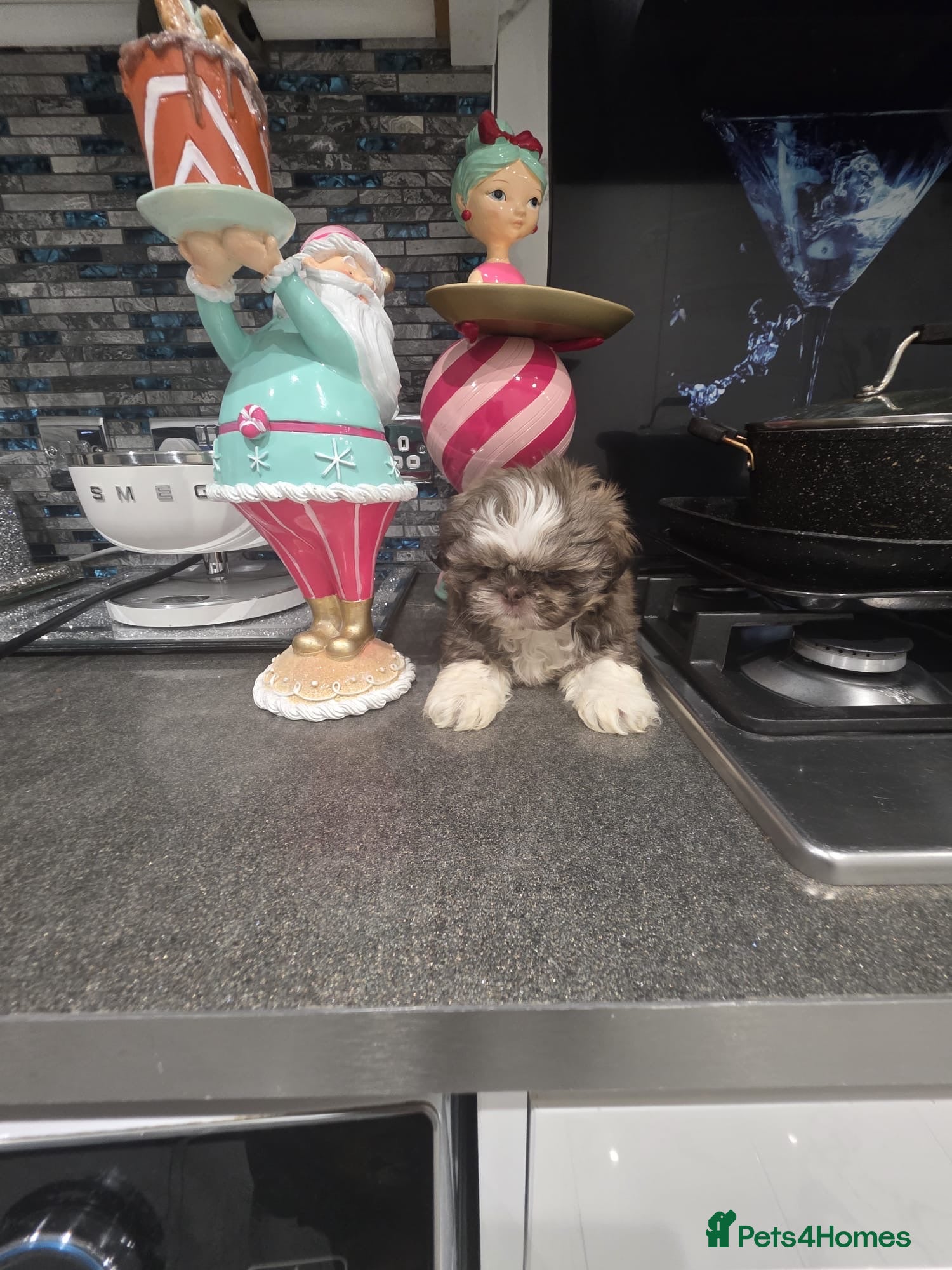 Shih Tzu dogs IMRERIAL SHIHTZU PUPPY LAST MALE - Advert 2