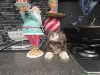 Shih Tzu dogs IMRERIAL SHIHTZU PUPPY LAST MALE - Advert 2