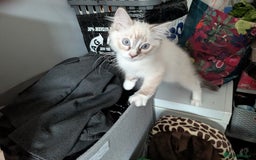 Ragdoll cats for sale: 14 week old Ragdoll Sad Re-home - Image 3