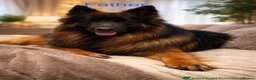 German Shepherd dogs for sale: Show quality German Shepherd Puppies  - Advert 11