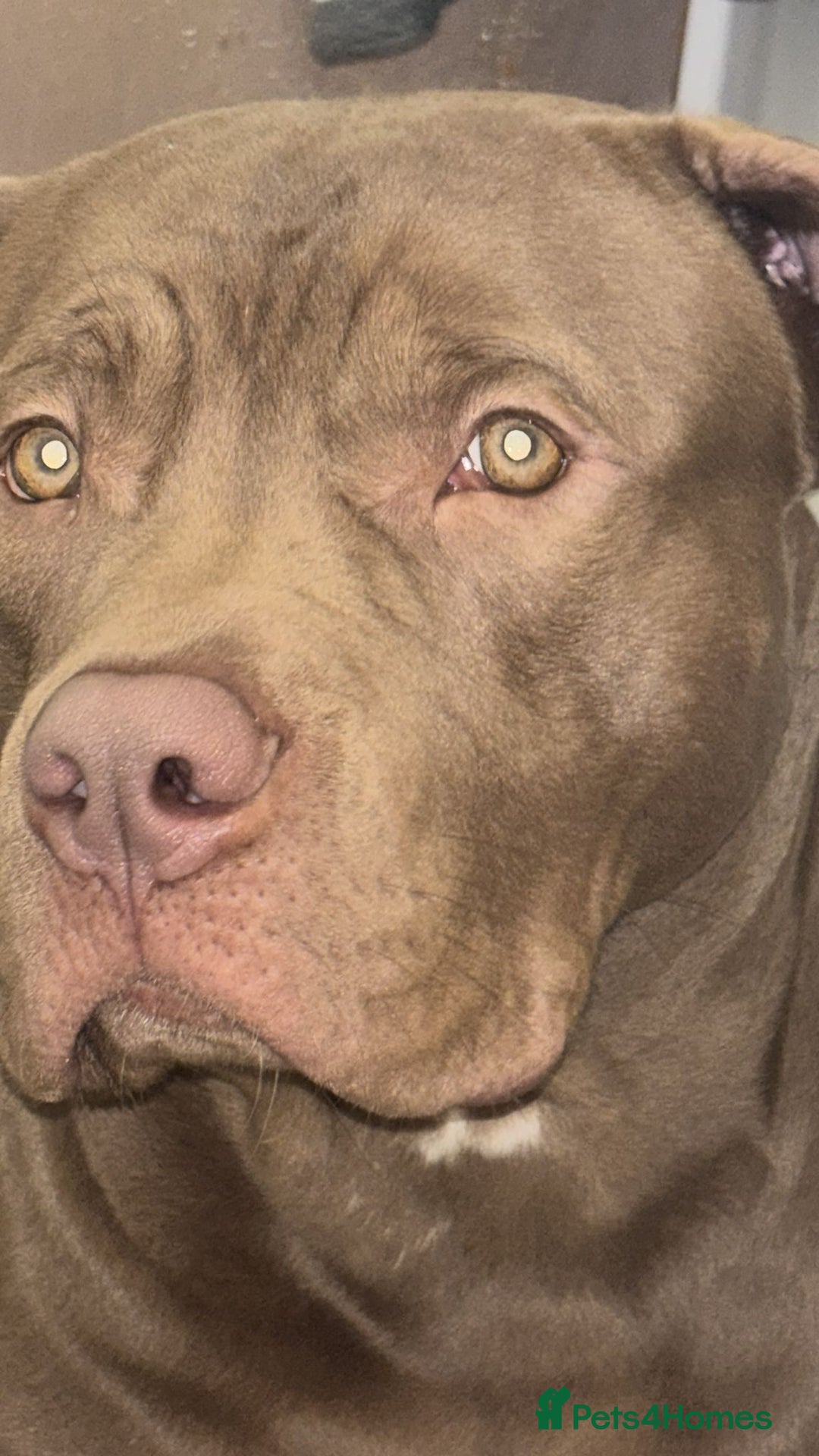 American Bully dogs for sale: Pocket bully  - Advert 2