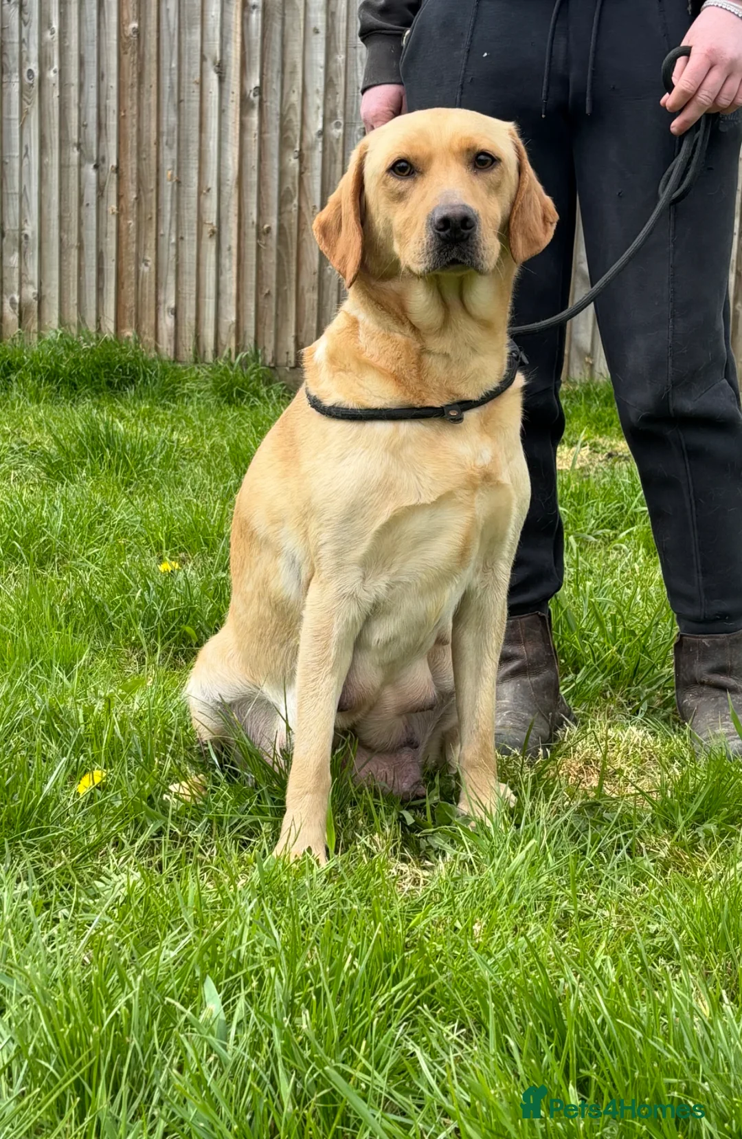 Labrador Retriever dogs for sale: Outstanding Labrador Puppies 🐶  - Advert 9