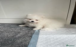 Pomeranian dogs for sale: ✨ 3 White Pomeranian Puppies – CHAMPION BLOODLINE✨ - Image 3