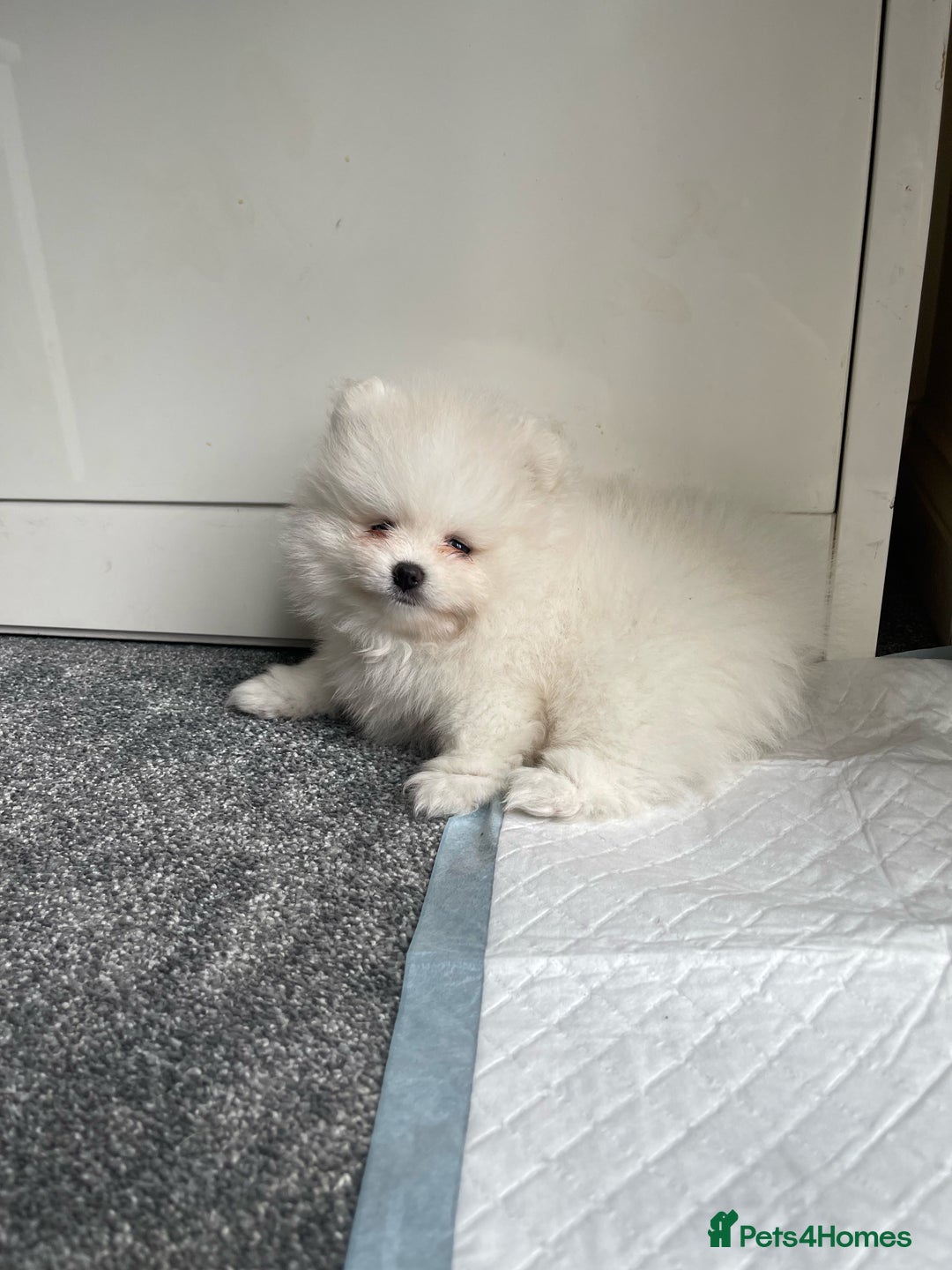 Pomeranian dogs for sale: ✨ 3 White Pomeranian Puppies – CHAMPION BLOODLINE✨ - Image 3