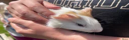 Guinea Pig rodents for sale: Male & Female Guinea Pigs - Advert 3