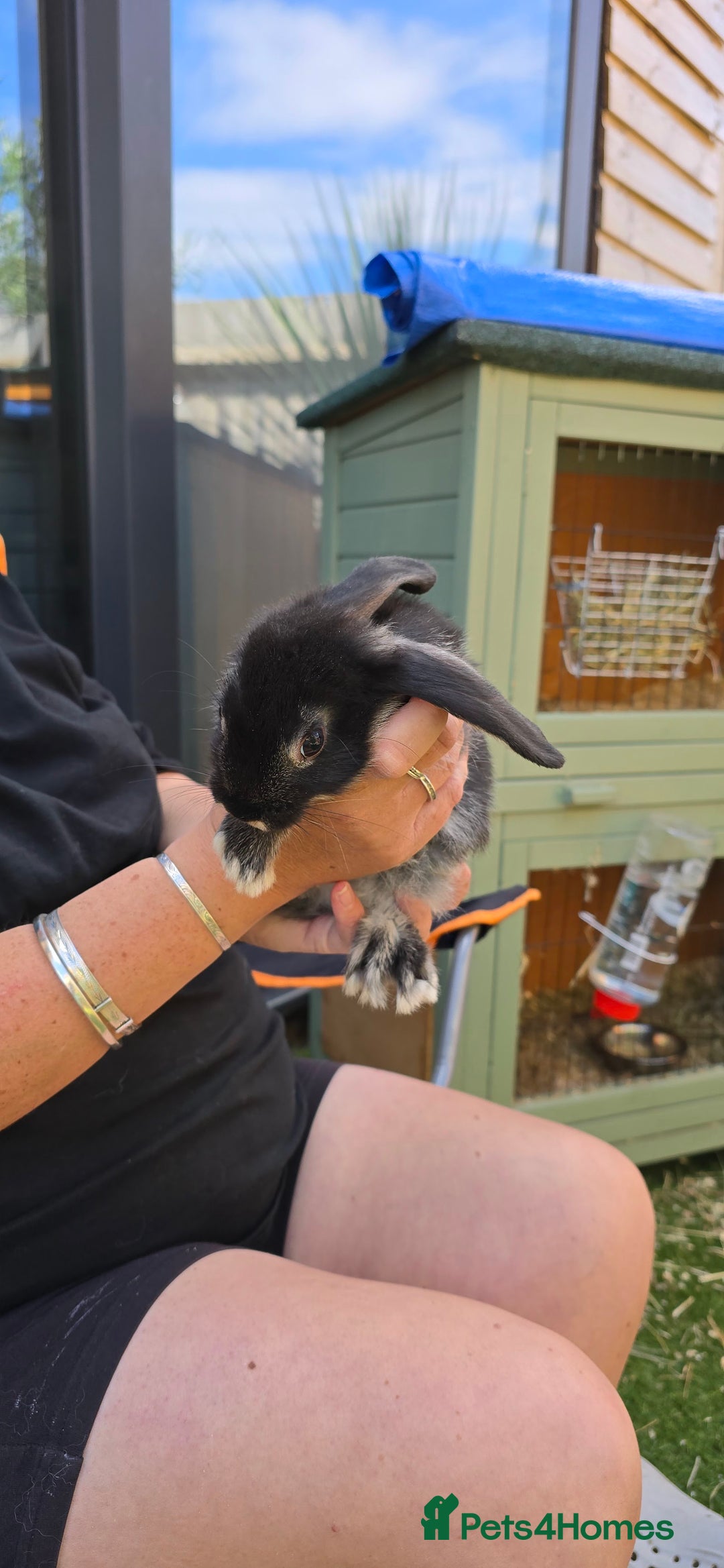 Dwarf Lop rabbits for sale: 9 Dwarf lop Rabbits ready for a new home - Image 9