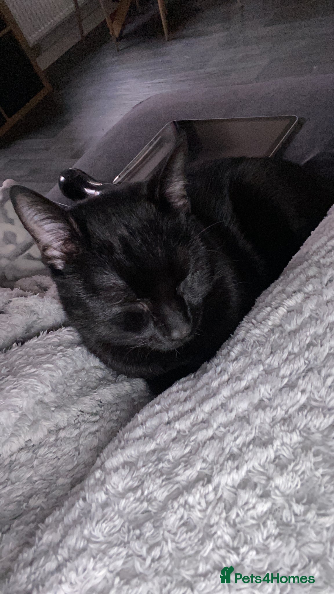 Mixed Breed cats for sale: Jet – Loving Male Cat Looking for His Forever Home - Advert 1