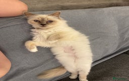 Birman cats for sale: Lilac point Birman female for sale  - Image 8