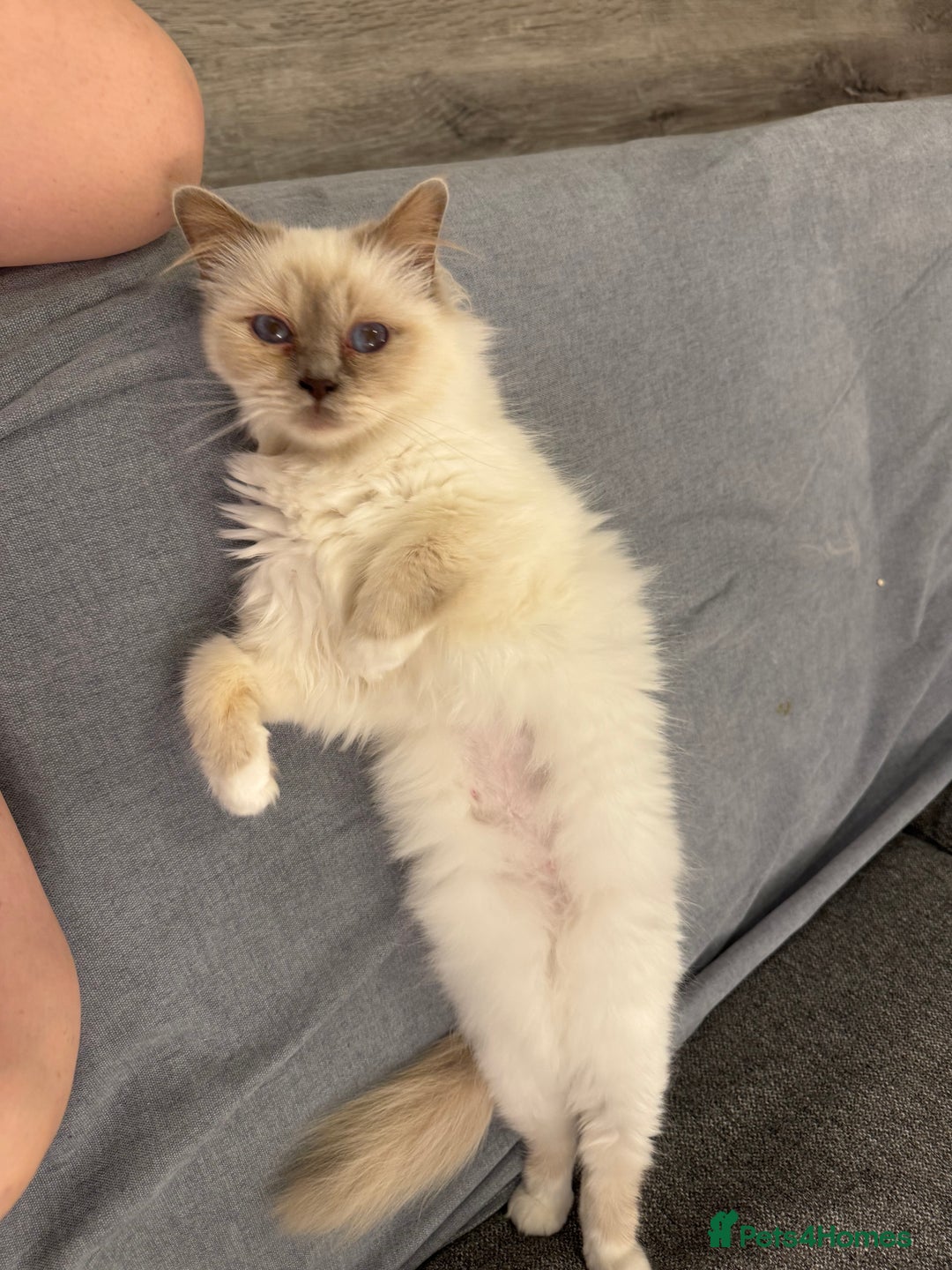 Birman cats for sale: Lilac point Birman female for sale  - Image 8