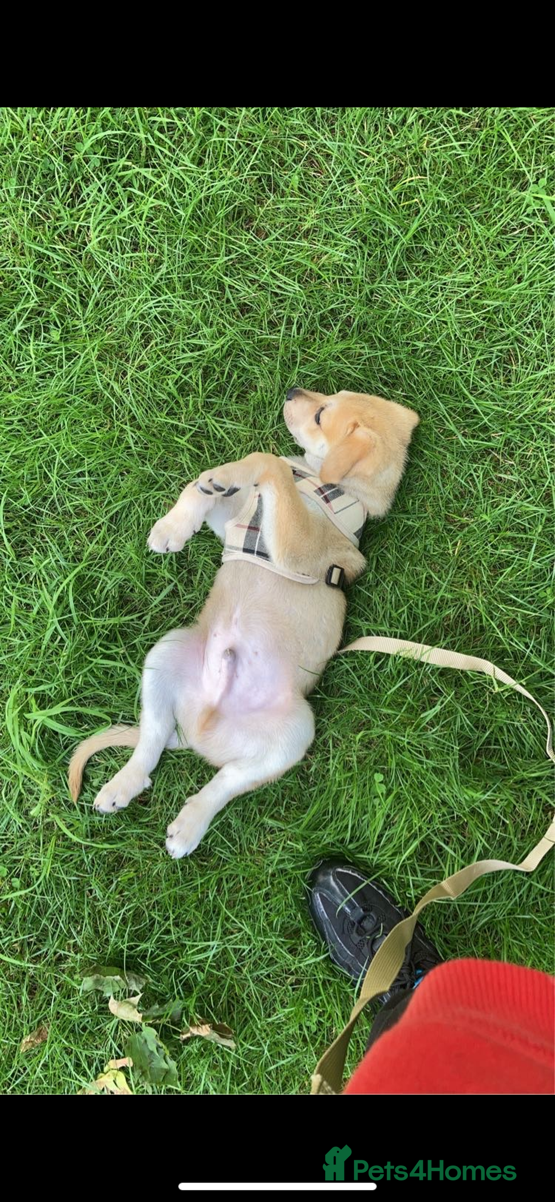 Mixed Breed dogs for sale: 2 y/o mastador/german shepherd  - Advert 9