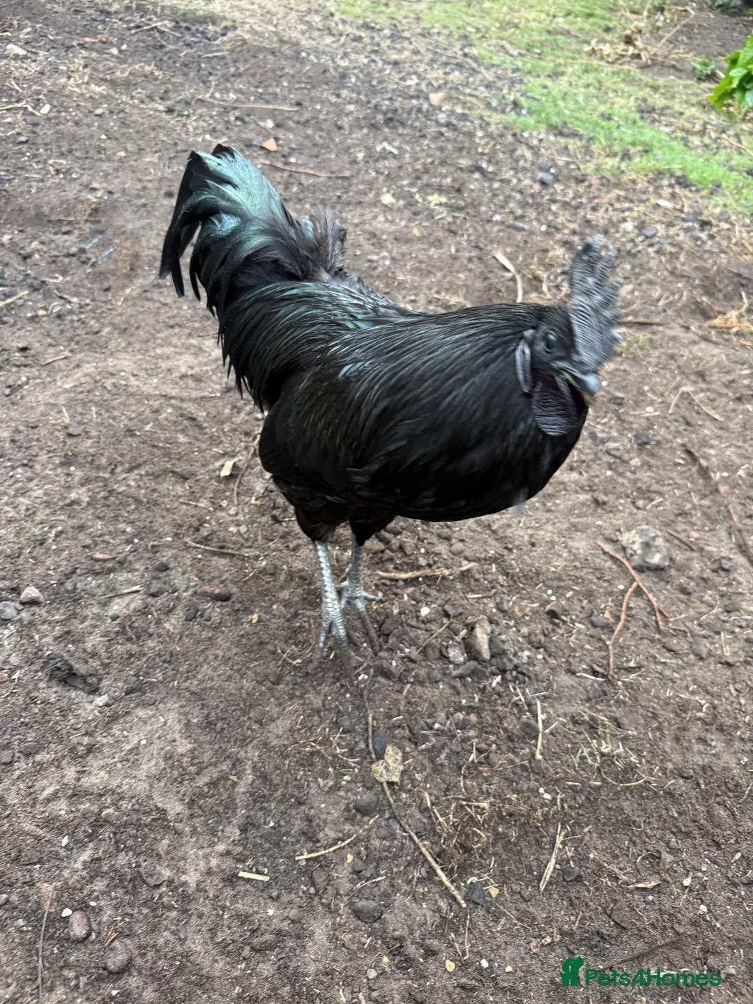 Chickens poultry for sale: Completely black Ayam Cemani cockerel - Advert 3