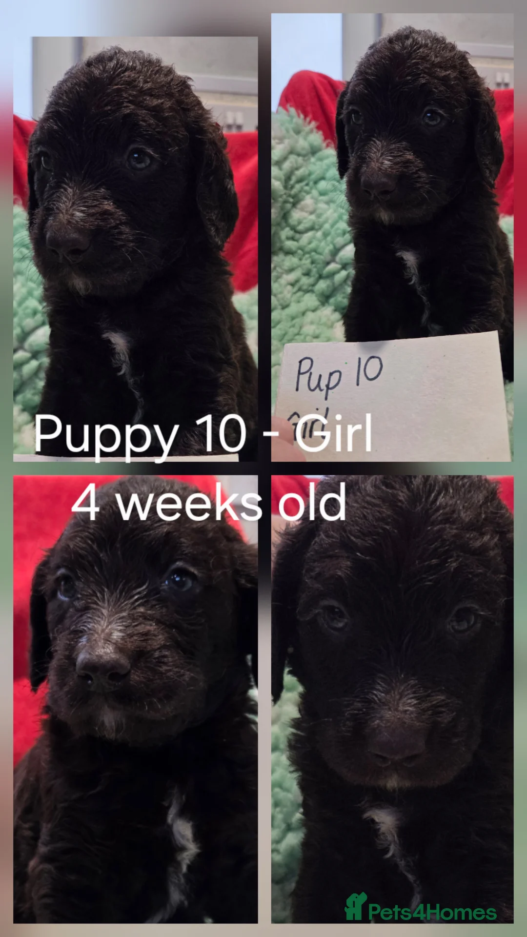 Goldendoodle dogs for sale: DELIGHTFUL WELL BRED DOODLES - Advert 8