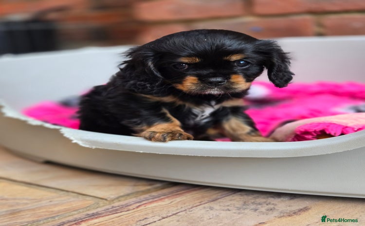 Cavalier King Charles Spaniel dogs - Advert 4