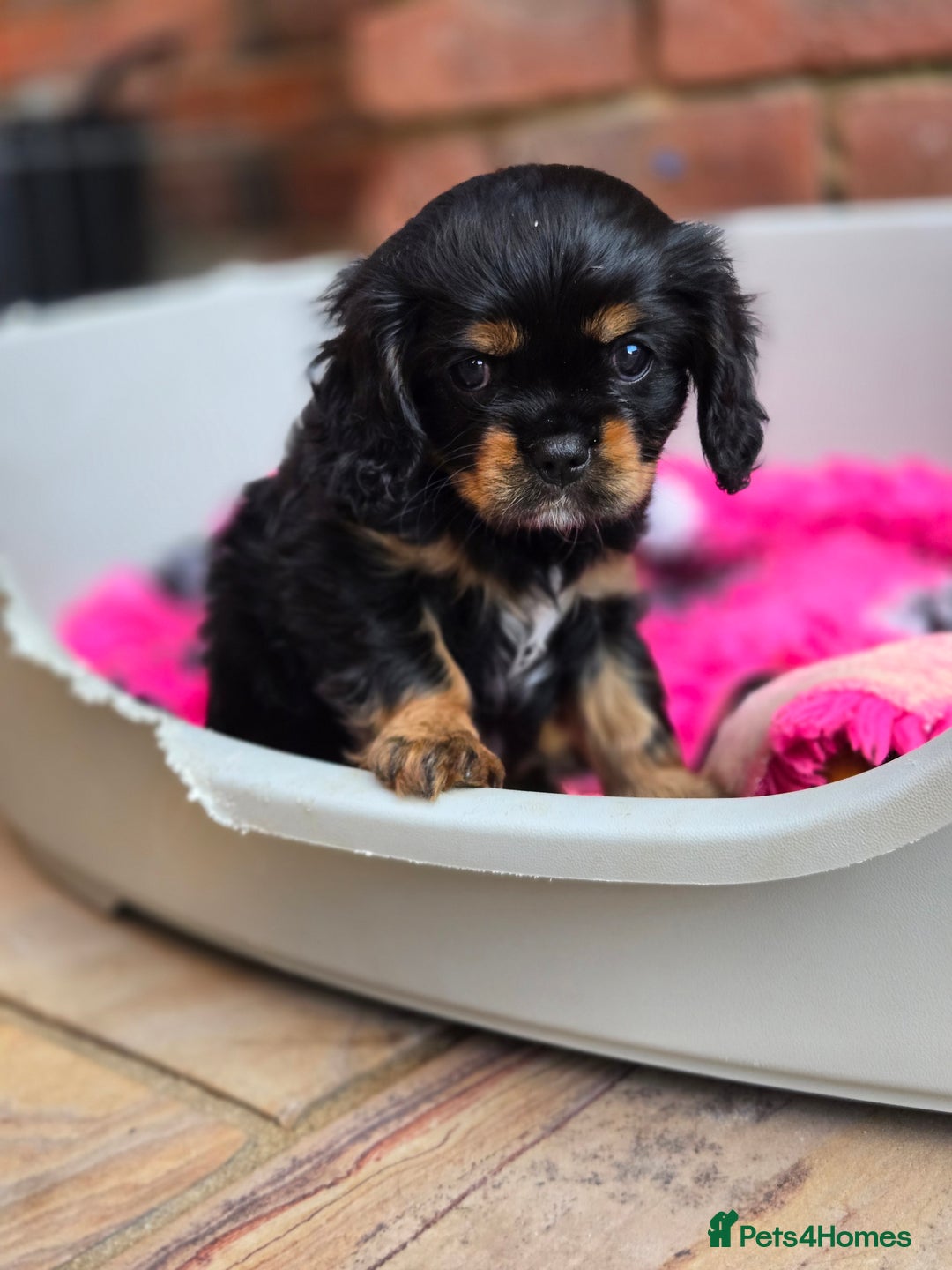 Cavalier King Charles Spaniel dogs for sale: KC Reg Black & Tan Cavalier Girl Puppies  - Image 1