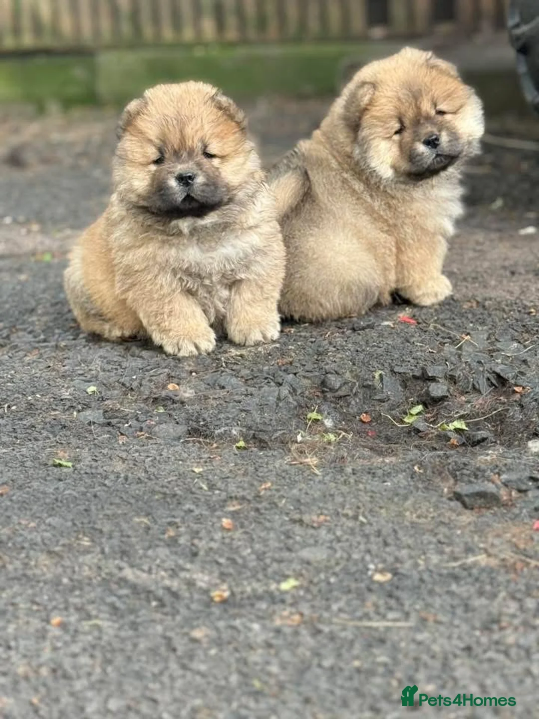 Chow Chow dogs for sale: Kc Registered Chow Chow Pups - Advert 2